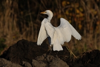 Bubulcus ibis (Airone guardabuoi)4